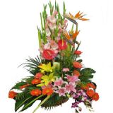 ϸʻٵ
