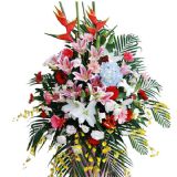 ϸʻٵ